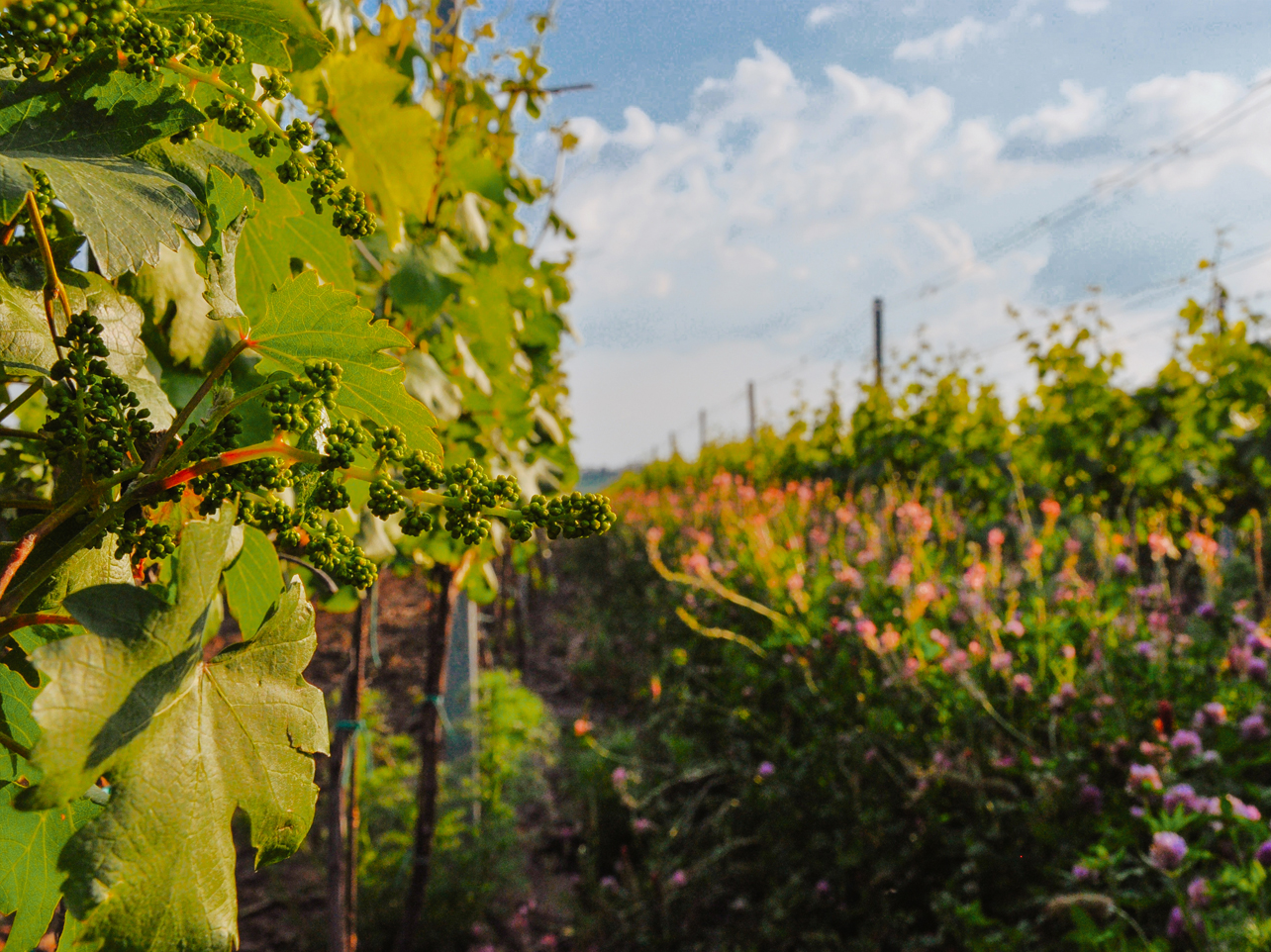 Weingut Čapka