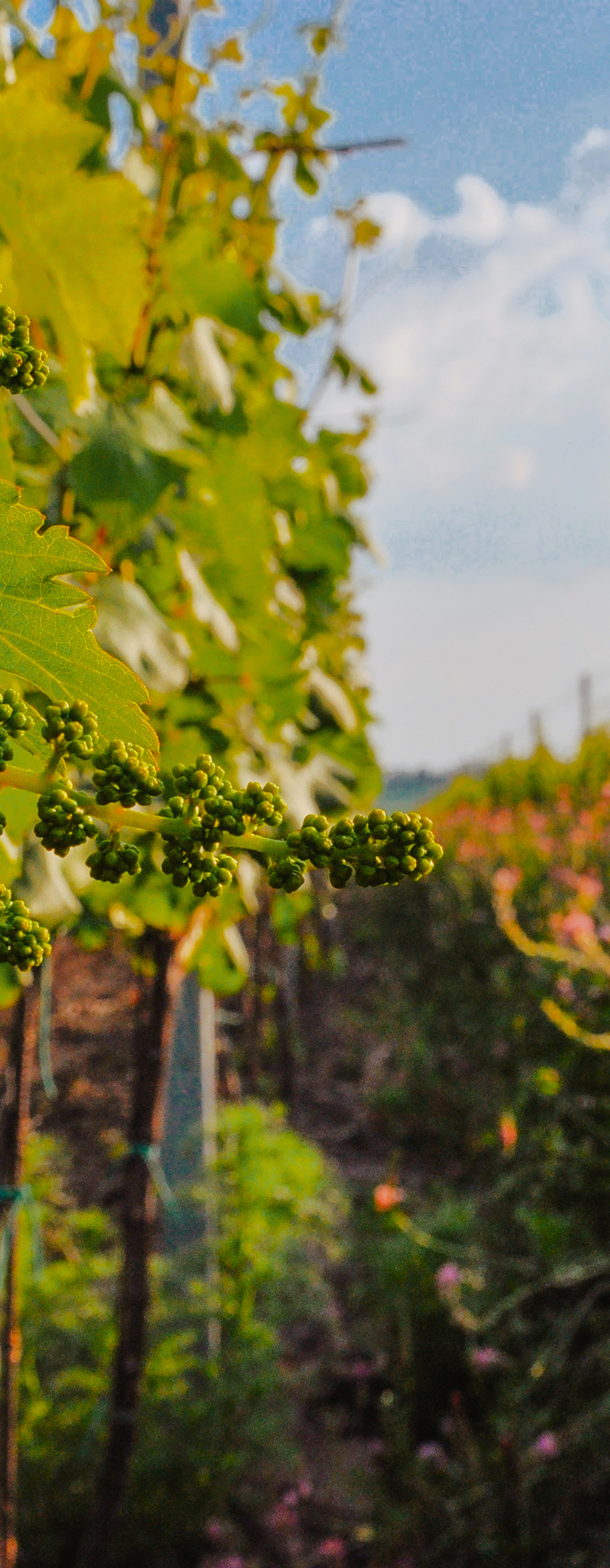 Weingut Čapka